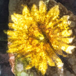 JulioEFosterMarkingeño062_2